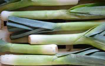 Poireaux BIO