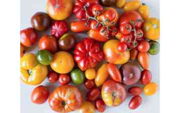 Super tomato GE - fr