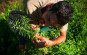 1001 Herbes