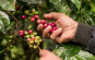 Claro Fair Trade